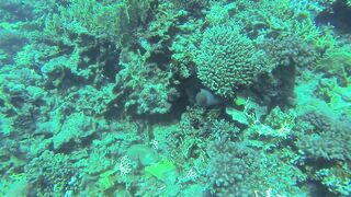 Al Lith — угорь у берега: когда выходит на кормёжку?