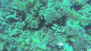 Al Lith — угорь у берега: когда выходит на кормёжку?