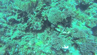 Al Lith — угорь у берега: когда выходит на кормёжку?