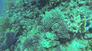 Al Lith — угорь у берега: когда выходит на кормёжку?