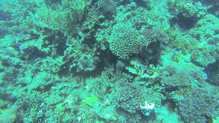 Al Lith — угорь у берега: когда выходит на кормёжку?