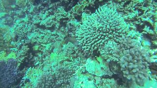 Al Lith — угорь у берега: когда выходит на кормёжку?