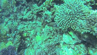 Al Lith — угорь у берега: когда выходит на кормёжку?