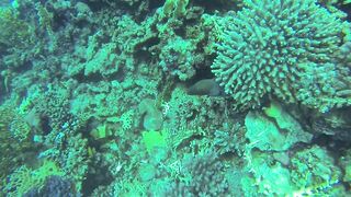 Al Lith — угорь у берега: когда выходит на кормёжку?