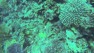 Al Lith — угорь у берега: когда выходит на кормёжку?