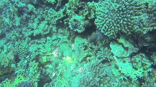 Al Lith — угорь у берега: когда выходит на кормёжку?