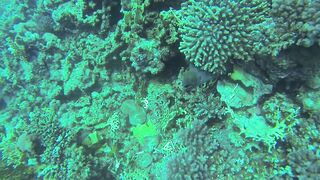 Al Lith — угорь у берега: когда выходит на кормёжку?