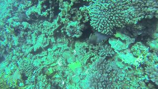 Al Lith — угорь у берега: когда выходит на кормёжку?