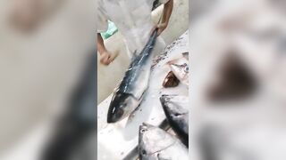 Jazan Fish Market - где искать свежего тунца после рыбалки