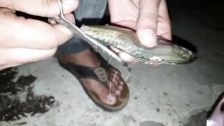 Jazan — рыболовный тур: маршруты, сезон и что клюёт