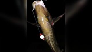 Jazan — рыболовный тур: маршруты, сезон и что клюёт