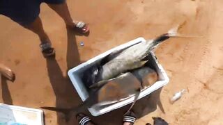 Farasan Islands: GT fishing каждый день, где точки входа