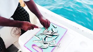 Farasan Islands: мангровый трип и фестиваль Hareeda, где рыбалка?