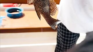 Farasan Islands: мангровый трип и фестиваль Hareeda, где рыбалка?