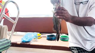 Farasan Islands: мангровый трип и фестиваль Hareeda, где рыбалка?