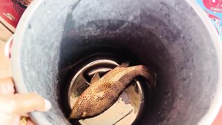 Farasan Islands: мангровый трип и фестиваль Hareeda, где рыбалка?