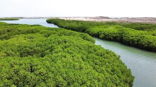 Farasan Islands, Jazan - морская рыбалка на мангровых кромках