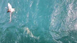 Farasan Islands - «Мальдивы Саудии»: морская рыбалка на дрейфе