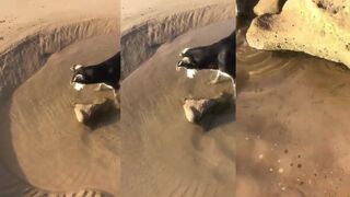 Taghazout, собаки и снасти: забавно, но рыбалка по делу?