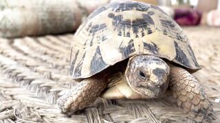 Imsouane, Morocco — рыбацкая бухта и длинная правая волна