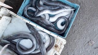 Эс-Сувейра и Атлантика: секретный рыбацкий порт Марокко