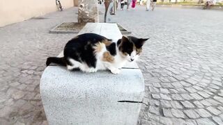 Эс-Сувейра на закате, порт живёт — где рыбалка работает вечером?