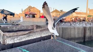 Эс-Сувейра на закате, порт живёт — где рыбалка работает вечером?