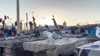 Эс-Сувейра на закате, порт живёт — где рыбалка работает вечером?