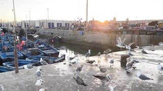 Эс-Сувейра на закате, порт живёт — где рыбалка работает вечером?