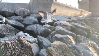 Эс-Сувейра на закате, порт живёт — где рыбалка работает вечером?