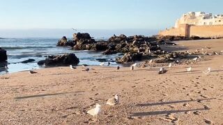 Эс-Сувейра на закате, порт живёт — где рыбалка работает вечером?