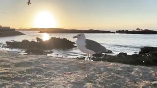 Эс-Сувейра на закате, порт живёт — где рыбалка работает вечером?