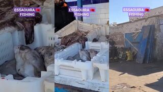 Essaouira fishing - морская рыбалка в порту и за молом