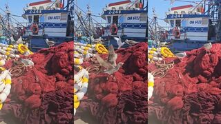 Эс-Сувейра, чайки и сети: как рыбалка меняется при сильном ветре?