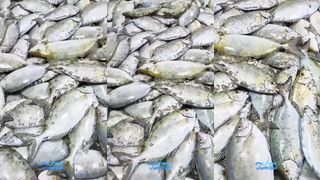 Safi fish: жарим улов — а где его поймать туристу?