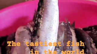 Safi fish, Марокко: почему эту рыбу так хвалят местные