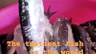 Safi fish, Марокко: почему эту рыбу так хвалят местные