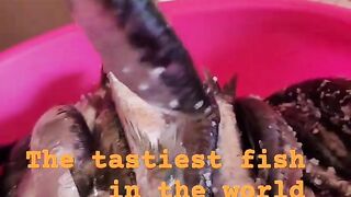 Safi fish, Марокко: почему эту рыбу так хвалят местные