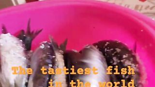 Safi fish, Марокко: почему эту рыбу так хвалят местные