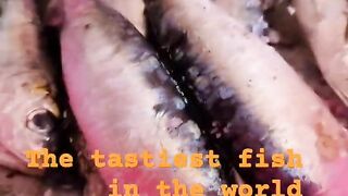 Safi fish, Марокко: почему эту рыбу так хвалят местные