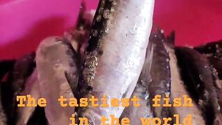 Safi fish, Марокко: почему эту рыбу так хвалят местные