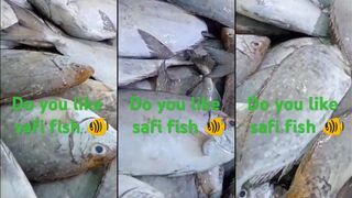 Любите рыбу сафи? Морская рыбалка в Марокко под неё — когда сезон