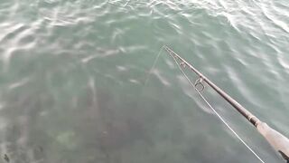 Dubai: как ловить safi, короткие советы по оснастке