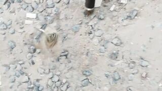 Dubai: как ловить safi, короткие советы по оснастке