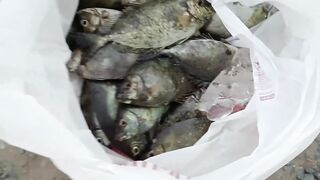 Dubai: как ловить safi, короткие советы по оснастке