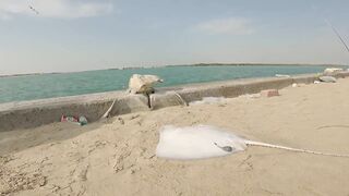 Safi fish спот — лучшая точка или просто удачный день?