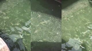 Casablanca fishing harbor, mullet - рыбалка у рынка и причалов