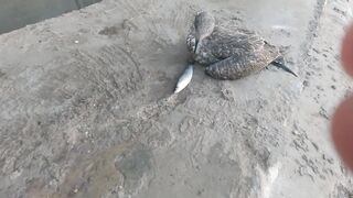 Casablanca — моя рыбалка у мечети Хасана II: припай, течения, клев