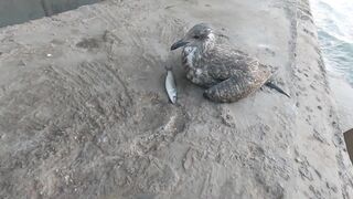 Casablanca — моя рыбалка у мечети Хасана II: припай, течения, клев