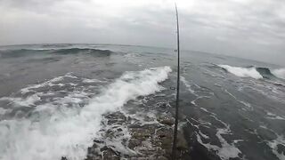 Casablanca spinning: loup bar на воблер, рыбалка у мола